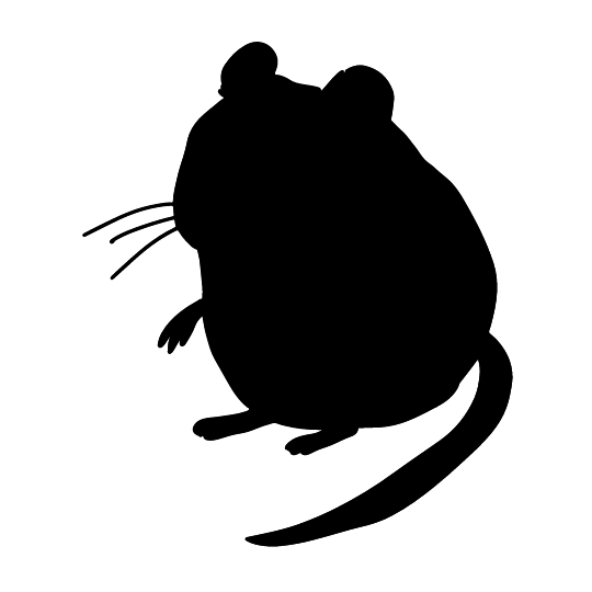 Water Vole
