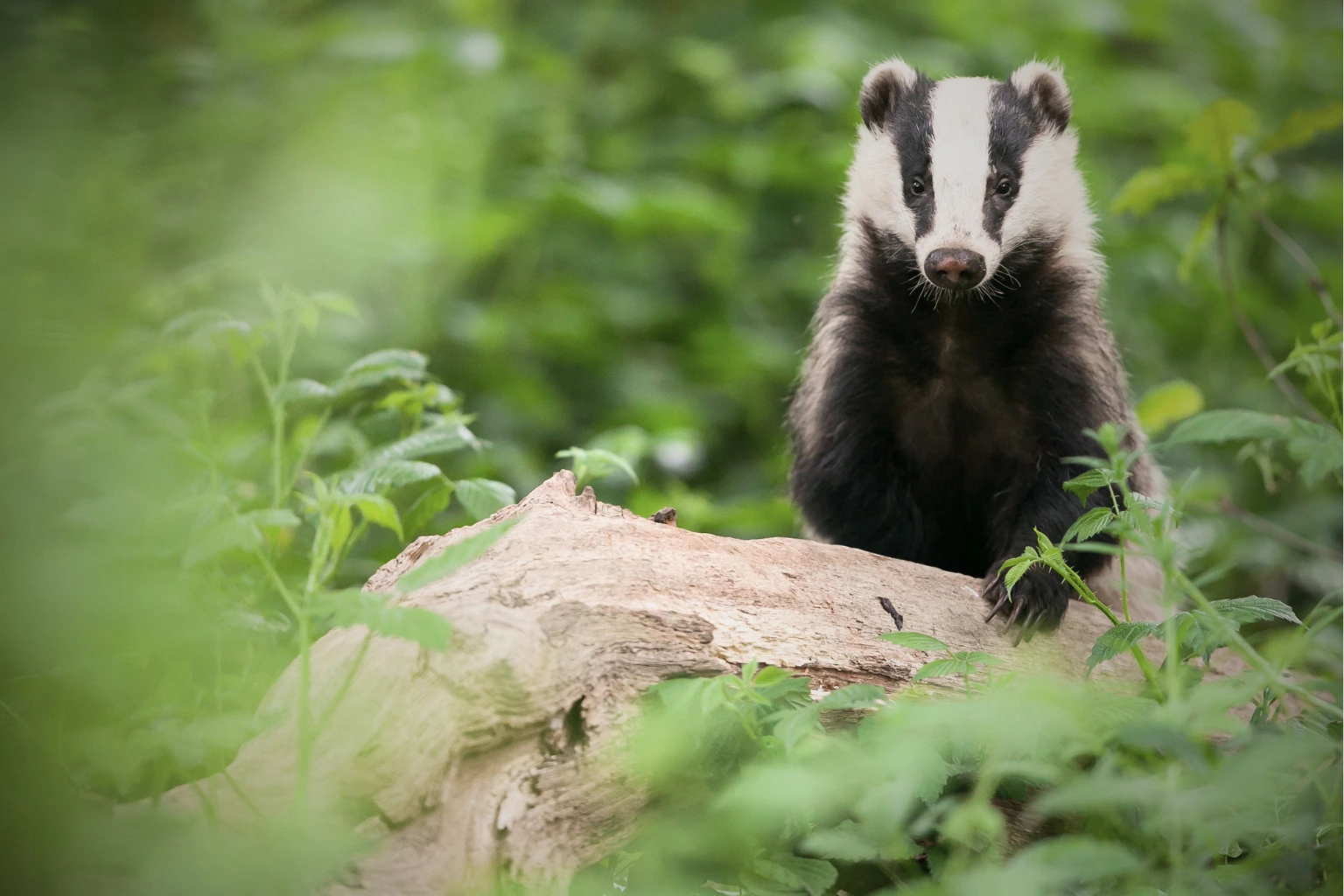 Badger standing on fallen log in woodland habitat