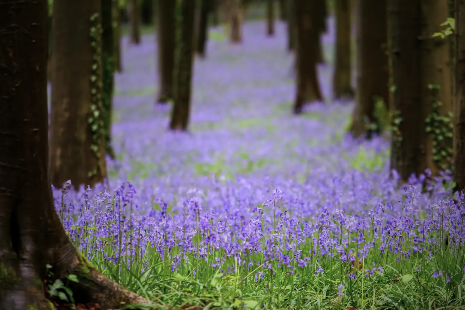 Bluebell flowers covering the forest floor in a woodland habitat