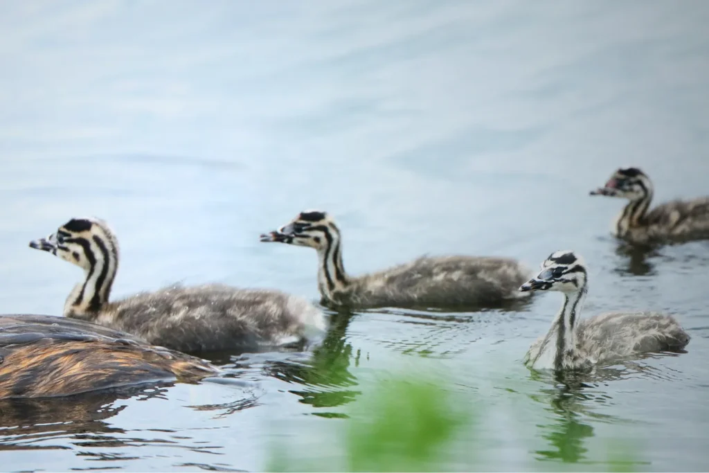Ducklings in freshwater wetland habitat for ecological survey and biodiversity assessment