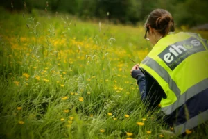Person in high-visibility vest studying plants in wildflower field
