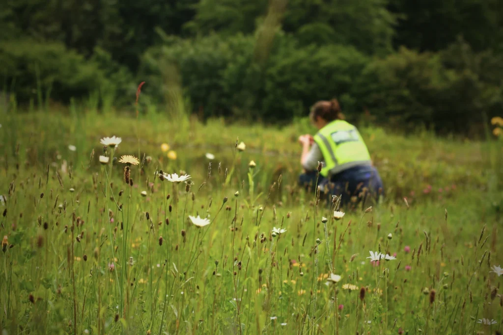 Ethos surveyor conducting ecological field survey in wildflower grassland