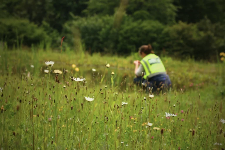 Ethos surveyor conducting ecological field survey in wildflower grassland