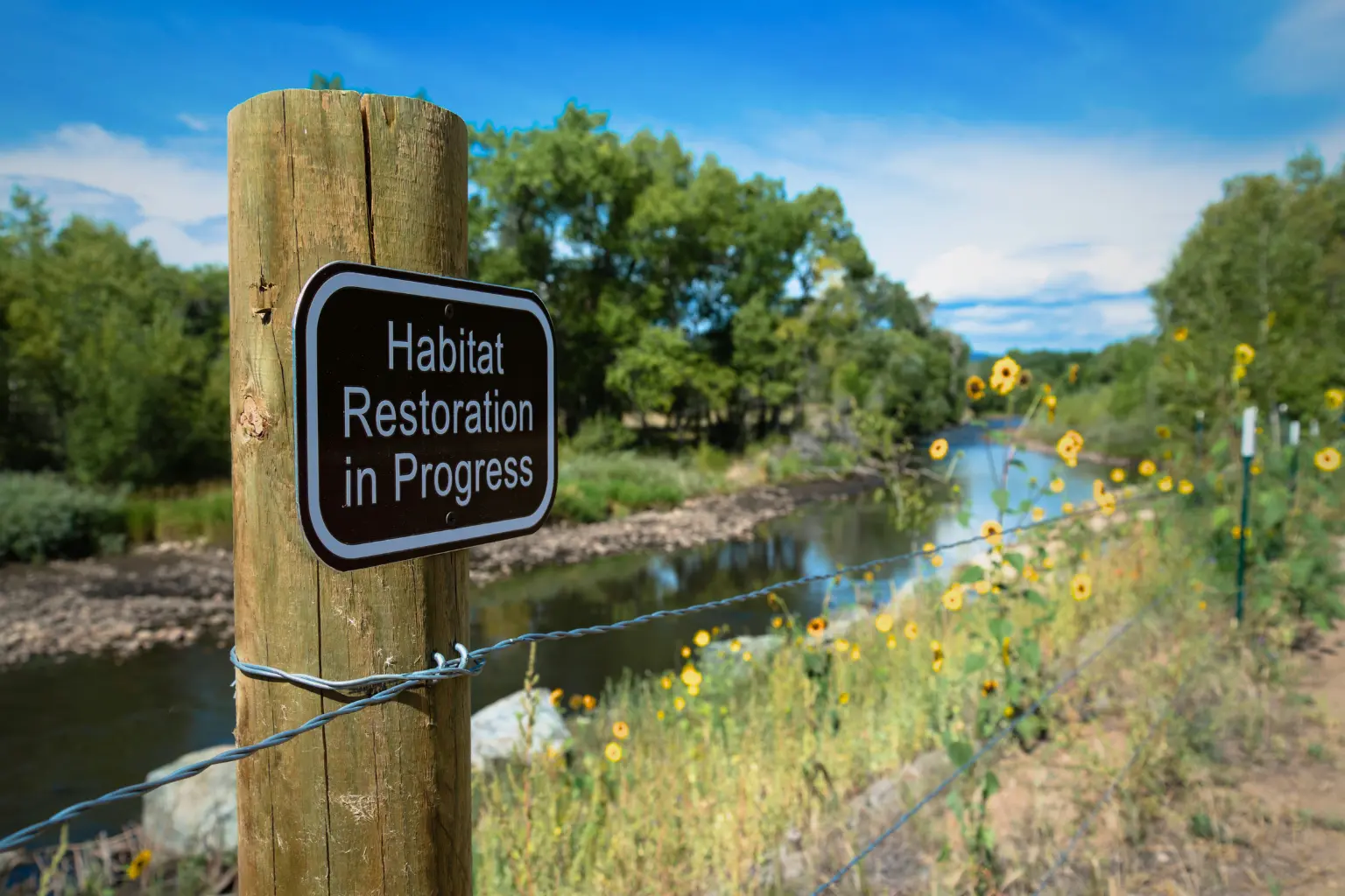 Sign reading habitat restoration in progress beside river and wildflowers