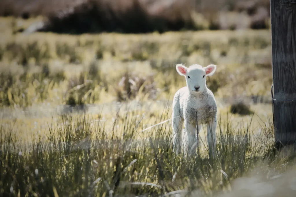 Young lamb standing in grassland habitat on rural farmland