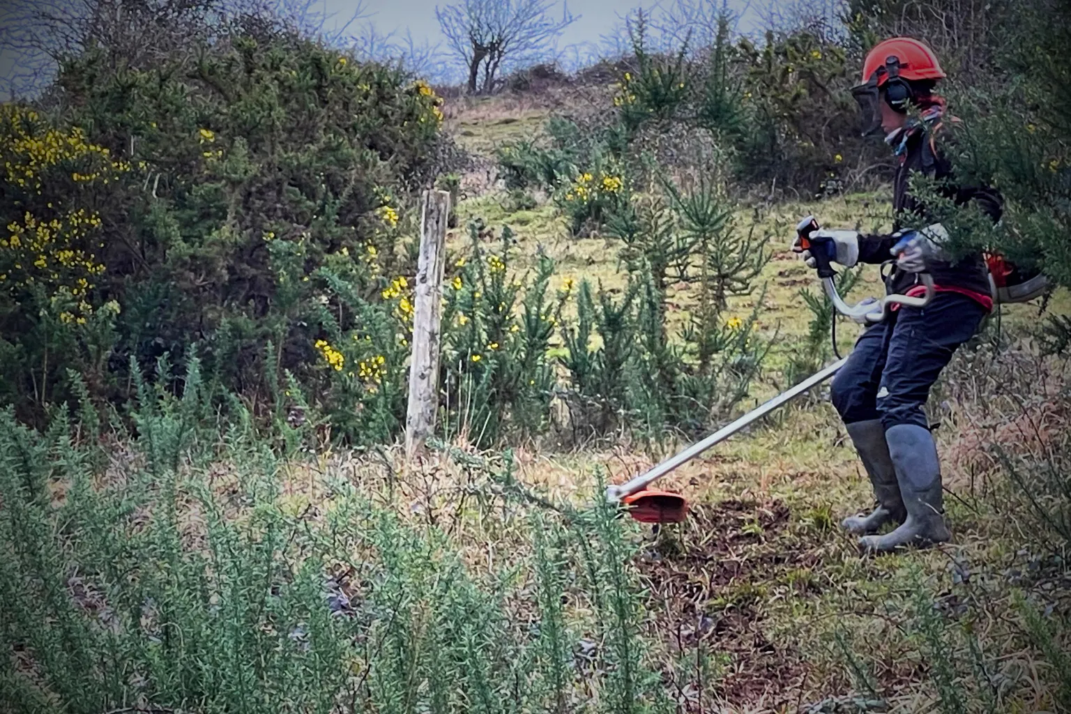 Worker carrying out vegetation clearance for habitat management