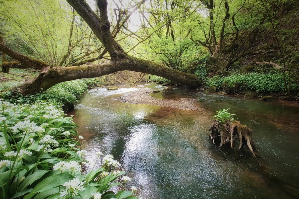 Woodland stream flowing through natural habitat with mature trees