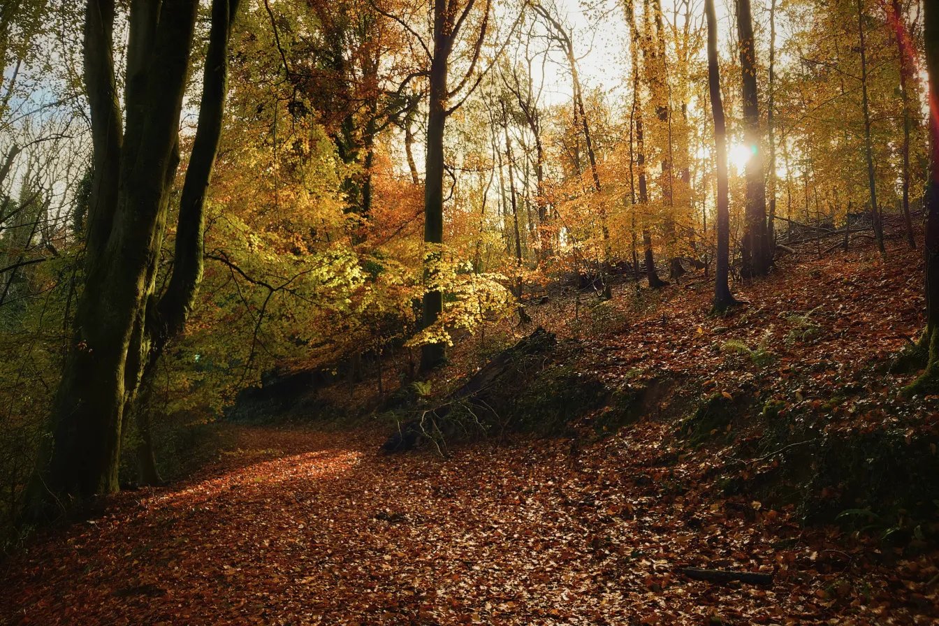 Woodland path covered in fallen autumn leaves with sunlight shining through trees