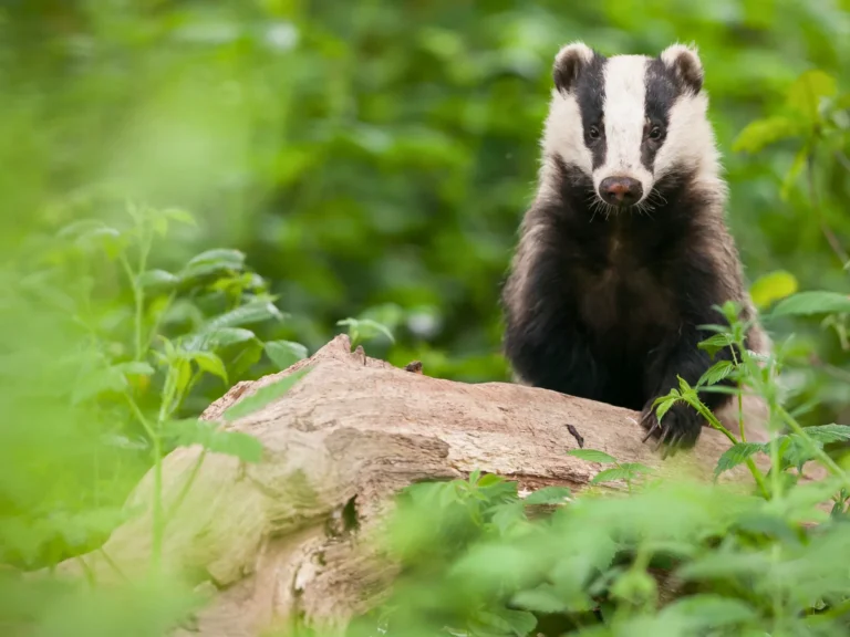 Zoomed in shot of badger looking towards the camera in a forest setting