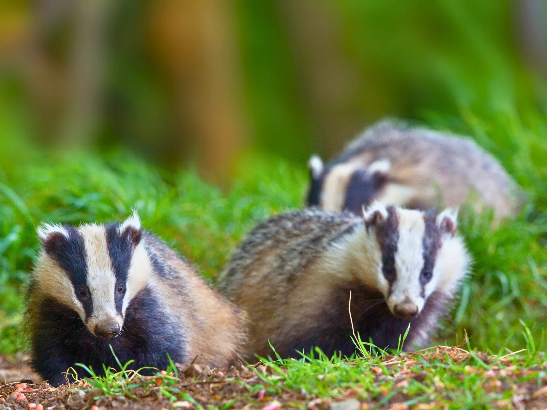 Group of badgers in natural habitat foraging on forest floor