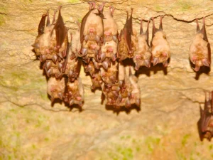 Bats roosting together inside cave habitat