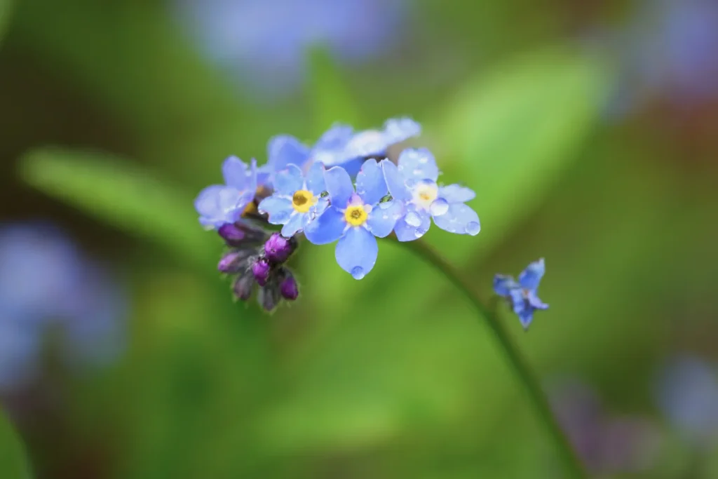 Blue flowers close up shot