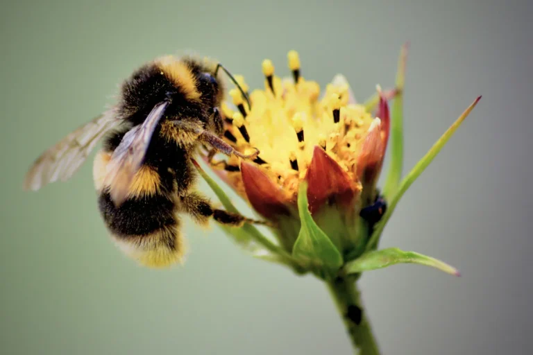 Close-up of a bumblebee on a yellow flower collecting pollen in a macro shot