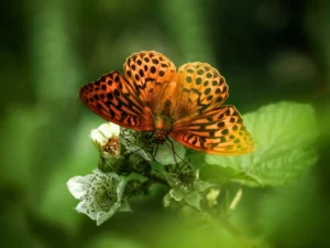close-up of a butterfly resting on a flower with detailed patterned wings