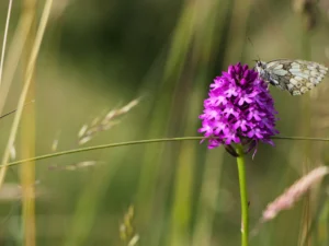 Butterfly on wildflower in species-rich grassland habitat during ecological survey