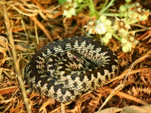close-up of a coiled snake hidden among grass and plants