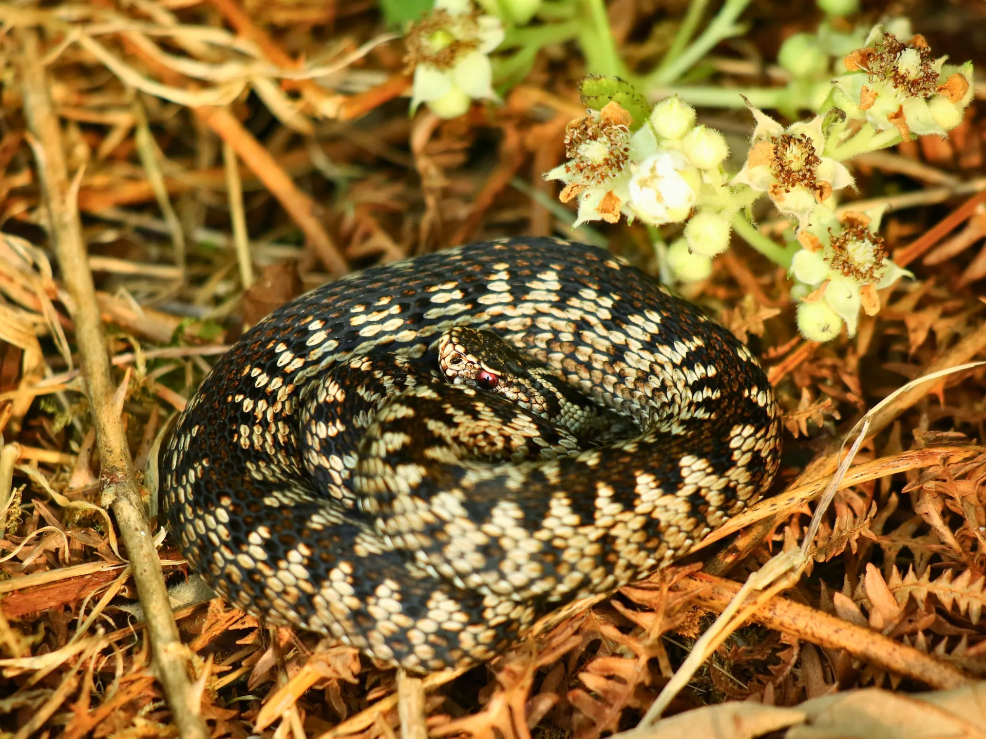 close-up of a coiled snake hidden among grass and plants