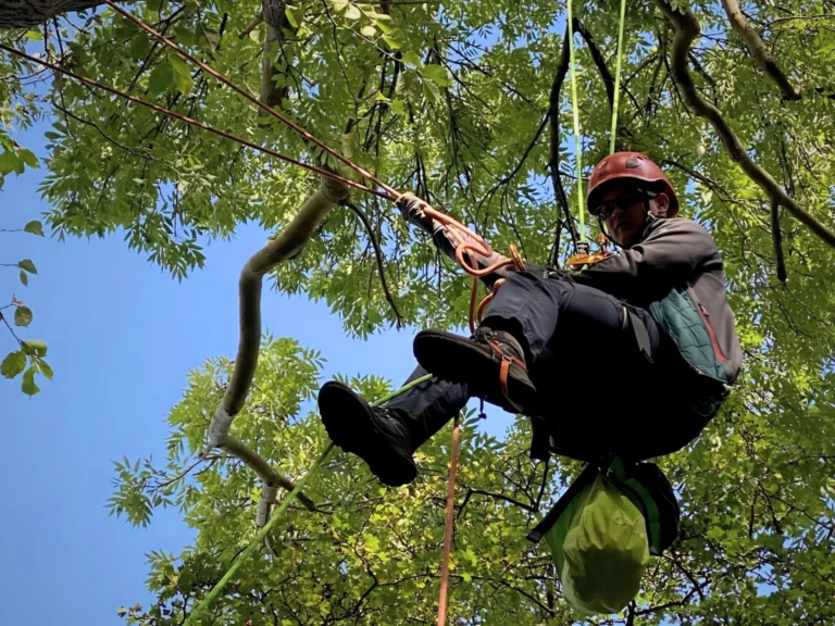Tree surgeon suspended by ropes working in a tree canopy, wearing safety gear and harness while climbing branches