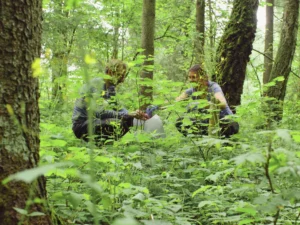Ecologists conducting woodland habitat survey and fieldwork