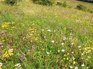 a countryside field filled with a variety of wild flowers