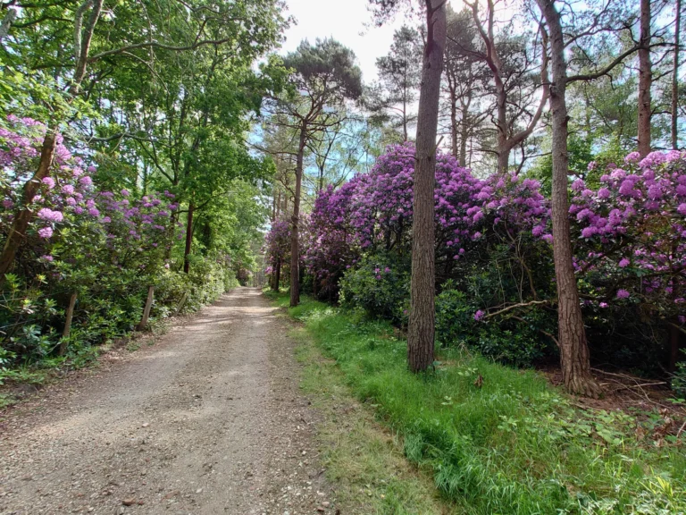 footpath running through a woodland with purple flowers