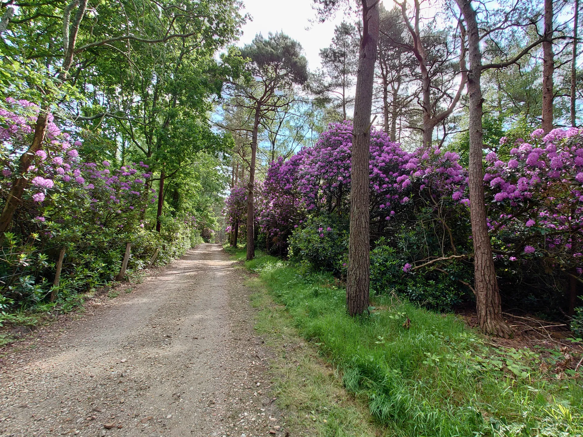 footpath running through a woodland with purple flowers