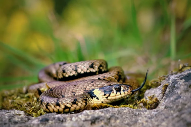 Close-up of a grass snake with its tongue extended, coiled on the ground