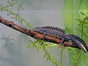 Great crested newt resting on a branch above water in black and white