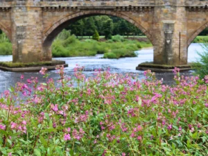 himalayan balsam flowers by a stone bridge