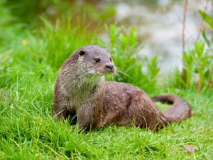 image of an otter resting in grass, looking to the side