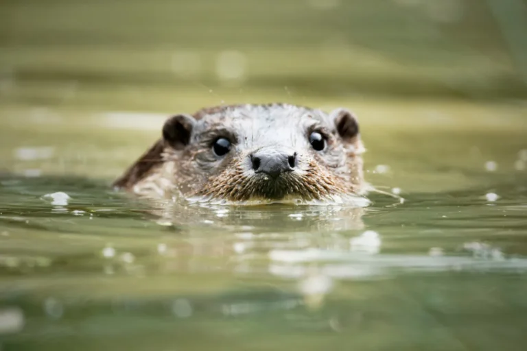 Close-up of an otter swimming in water with its head above the surface looking forward