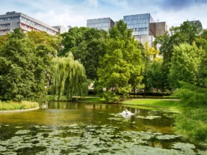 A pond in a public park surrounded by trees and greenery