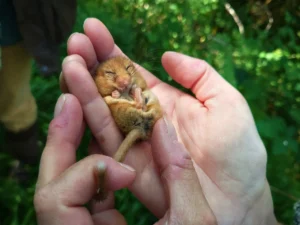 Close-up of a small mammal being gently held during a wildlife survey