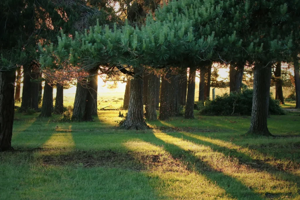 Sunlight streaming through trees creating long shadows in forest