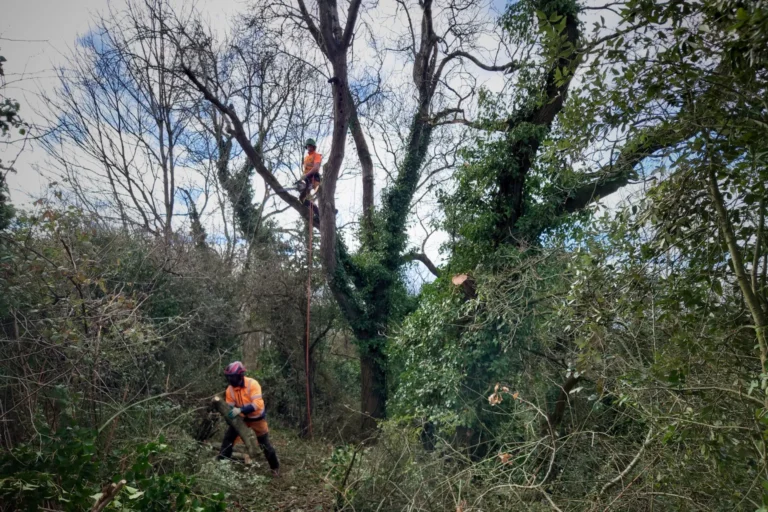 Tree surgeons cutting branches in a woodland area with one worker in a tree and another on the ground