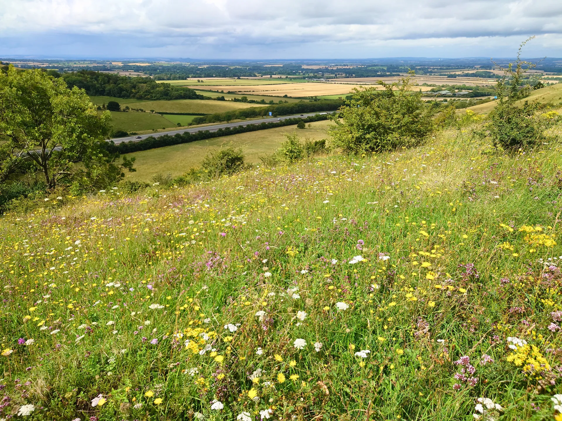Species-rich grassland habitat within rural landscape assessed during ecological survey