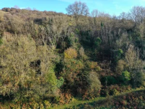 Wooded hillside with a mix of trees and dense vegetation in a rural countryside landscape under a clear blue sky
