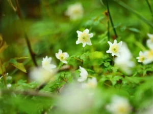 Close-up of woodland wildflowers in natural habitat