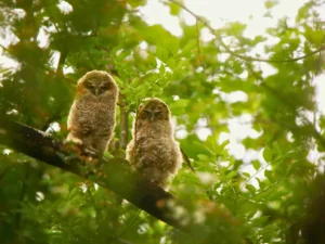 Two young owls perched on tree branch in woodland